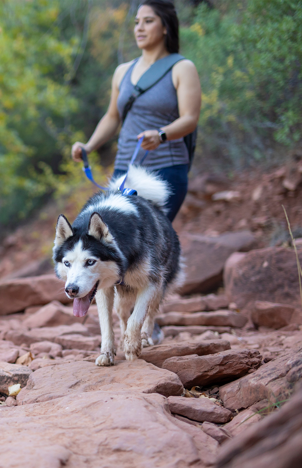 Senior dog outdoors at age seven or older