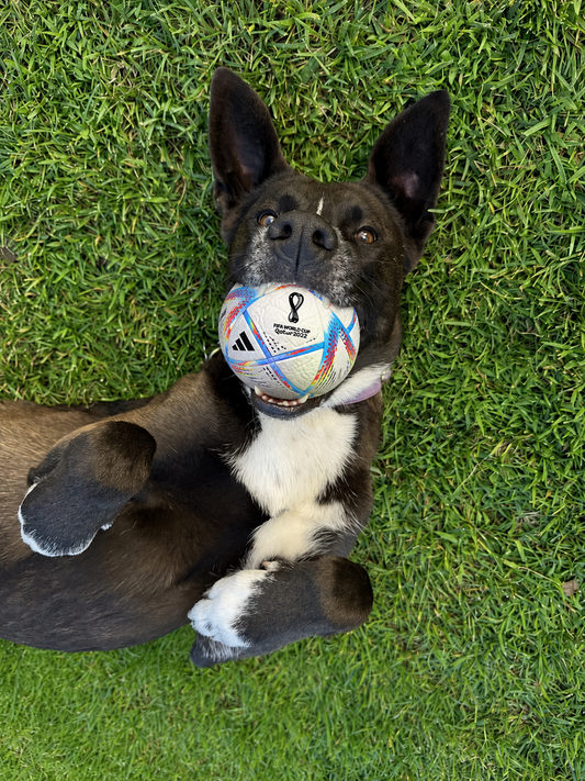 World Cup Energy: How to Help Your Dog Play Like a Champion