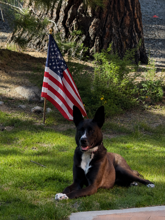Abby dog with USA flag 