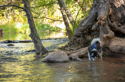Your Dog's Itch: Could It Be a Chicken Allergy? Let's Find Out.