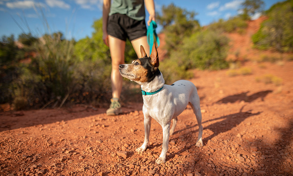 Dog hiking on a mountain trail