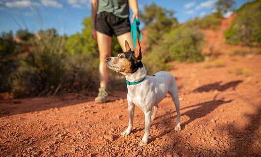 Dog hiking on a mountain trail