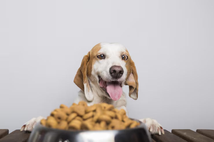 Why Won't My Dog Eat? A Picky Eater's Guide From the Brand Built for One