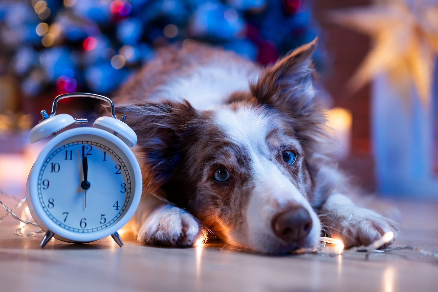 Dog kept calm and safe during fireworks