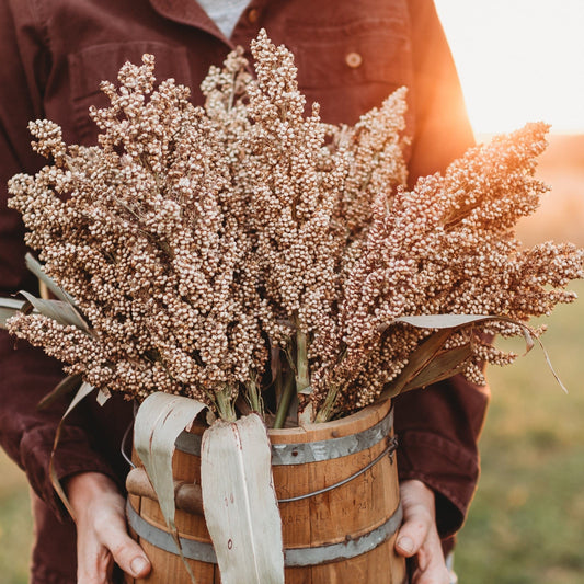 Ancient Grain Sorghum, An Ingredient Spotlight