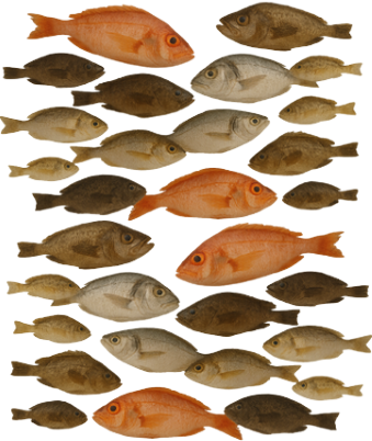 Fish Meal