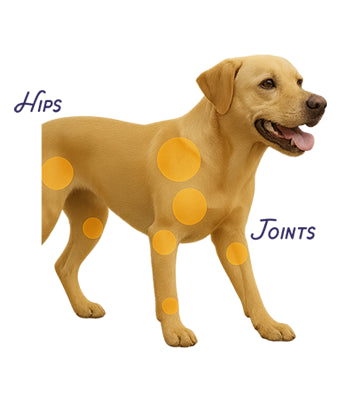 Glucosamine & Chondroitin