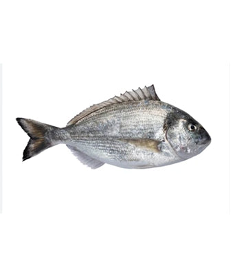 Salmon Oil & Fish Meal
